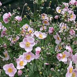 Anemone hyb. 'Ouvertüre' GM P9
