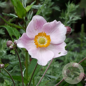 Anemone hyb. 'Ouvertüre' GM P9