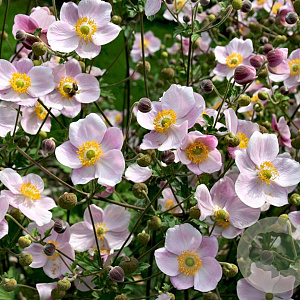 Anemone hyb. 'Ouvertüre' GM P9