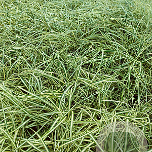 Carex oshim. 'Evergold' GM 2,0L