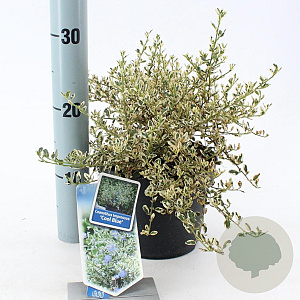 Ceanothus Cool Blue 25-30 cm 2,0L