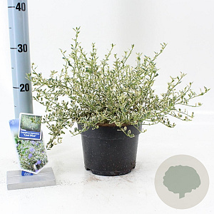 Ceanothus Cool Blue 25-30 cm 2,0L