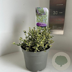 Ceanothus Cool Blue 25-30 cm 2,0L