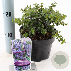 Ceanothus 'Emily Brown' 25-30 cm 2,0L