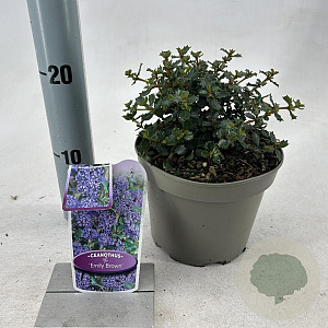 Ceanothus 'Emily Brown' 25-30 cm 2,0L