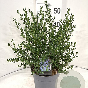 Ceanothus impressus 'Victoria' 30-40 cm 5,0L