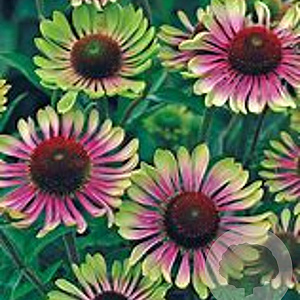 Echinacea 'Choco Green' GM P9