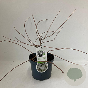 Exochorda 'The Bride' 30-40 cm 3,0L