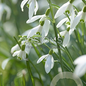 Galanthus nivalis GM P9