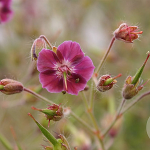 Geranium ph. 'Samobor' GM P9