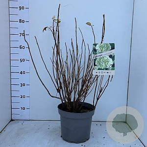 Hydrangea a. 'Annabelle' 60-80 cm 7,5L