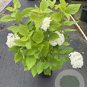 Hydrangea a. 'Annabelle' 60-80 cm 7,5L