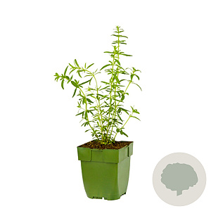 Hyssopus officinalis GM  P11