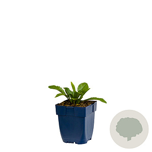 Leucanthemum (S) Broadway Lights GM  P11