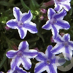 Lithodora d. 'Star' GM P9
