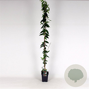 Lonicera henryi 150-175 cm 5,0L