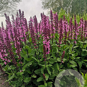 Salvia n. 'Katsjing' GM P9