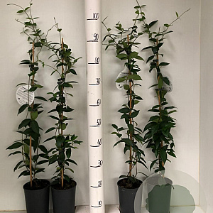 Trachelospermum jasminoides 80-100 cm 2,0L