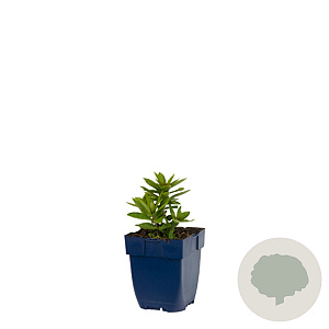 Veronicastrum virg. 'Album' GM  P11
