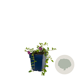 Vinca minor 'Atropurpurea' GM  P11