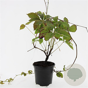 Parthenocissus quinquefolia GM C1.3