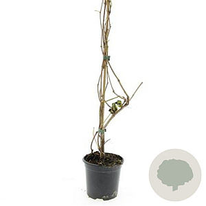 Parthenocissus quinquefolia GM C1.3