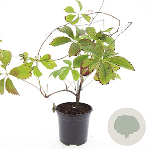 Parthenocissus quinquefolia GM C1.3