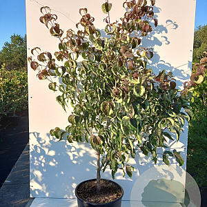Cornus k. 'Cappucino' 175-200 cm 20L