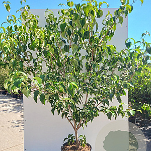 Cornus k. 'Milky Way' 175-200 cm 20L