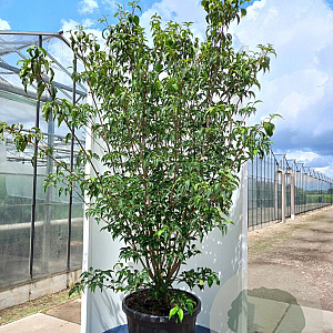 Cornus k. 'Milky Way' 300-350 cm cont. 80L