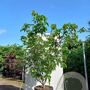Cornus k. 'Satomi' 175-200 cm 50L