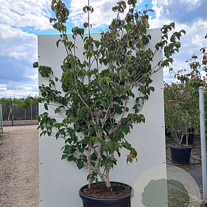 Cornus k. 'Satomi' 200-250 cm 50L