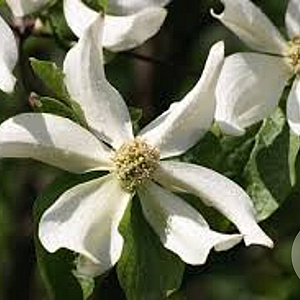 Cornus nuttallii 'Portlemouth' 150-175 cm 50L