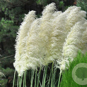 Cortaderia s. 'White Feather' GM  P11