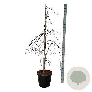 Fagus syl. 'Pendula' 125-150 cm 30L extra