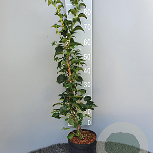 Hydrangea anomala petiolaris 80-100 cm 3,0L