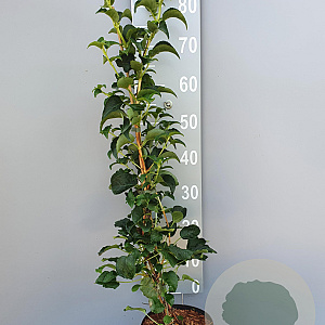 Hydrangea anomala petiolaris 80-100 cm 3,0L