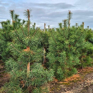 Pinus sylvestris 175-200 cm draadkluit