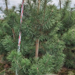 Pinus sylvestris 200-225 cm draadkluit