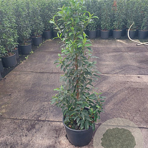 Prunus l. 'Angustifolia' 100-125 cm 15L