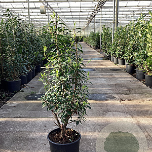 Prunus l. 'Angustifolia' 100-125 cm 15L