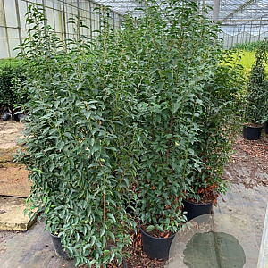 Prunus l. 'Angustifolia' 150-175 cm 15L