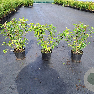 Prunus l. 'Angustifolia' 40-60 cm 3,0L