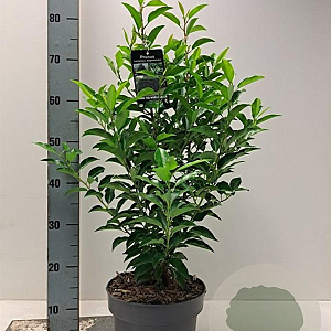 Prunus l. 'Angustifolia' 60-80 cm 5,0L