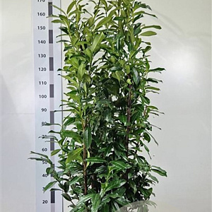 Prunus lusitanica 'Brenelia' 150-175 cm 20L