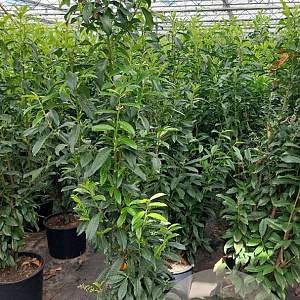 Prunus lusitanica 'Brenelia' 150-175 cm 20L