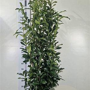 Prunus lusitanica 'Brenelia' 150-175 cm 20L