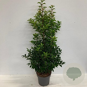 Prunus lusitanica 'Brenelia' 80-100 cm 10L