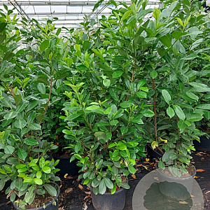 Prunus I. 'Rotundifolia' 150-175 cm 25L