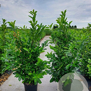 Prunus I. 'Rotundifolia' 150-175 cm 25L